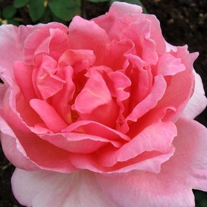 Aksamitna purpura - angielska róża